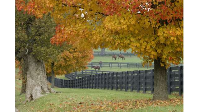 Fall in the Bluegrass