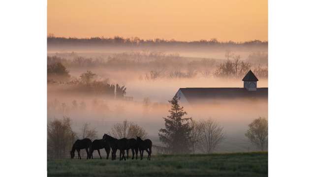 Early Morning Scene in the Bluegrass