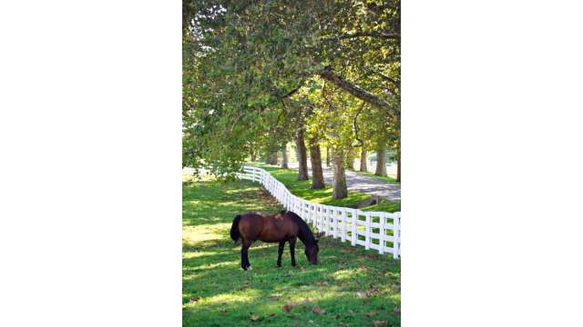 Shady Lane Lexington KY