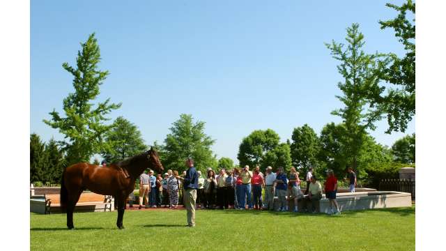 Stallion at Ashford Stud