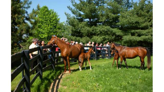 Horse Farm Tour