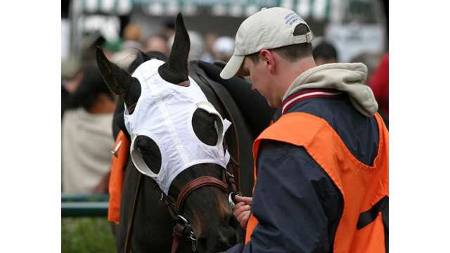 A horse and his handler