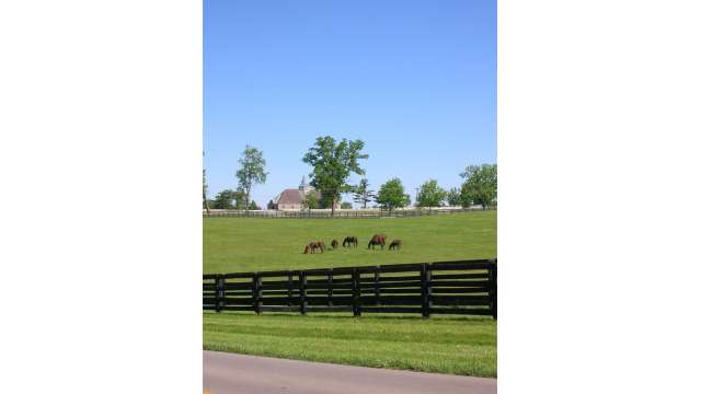 Mares and Foals Grazing