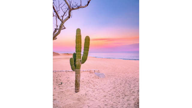 Cactus sunset