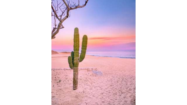 Cactus sunset.jpg