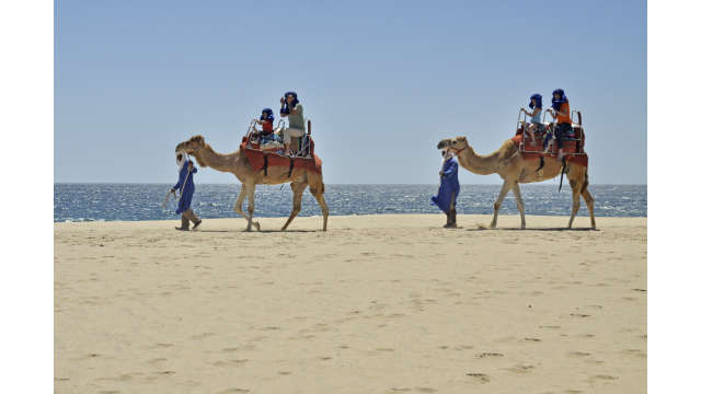 Camellos