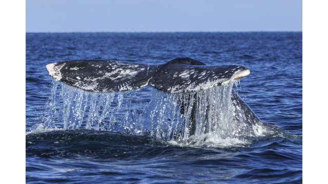 Cola-Ballena-gallery