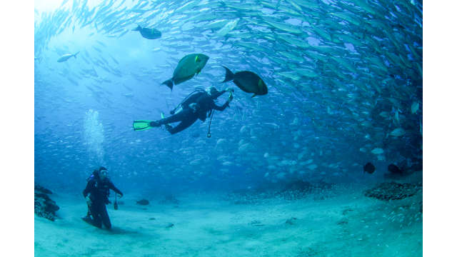 Diving - Cabo Pulmo