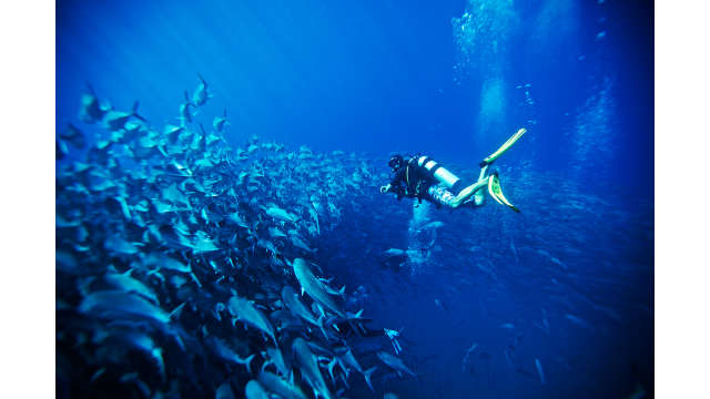 Los Cabos Diving.jpg