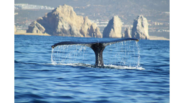 Whale Tail.jpg