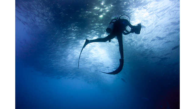 fish cabo pulmo