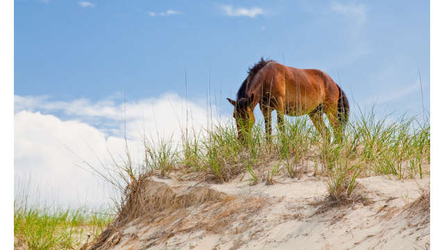 Wild Horses