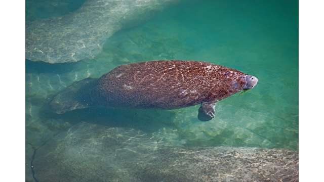 Manatees at Port