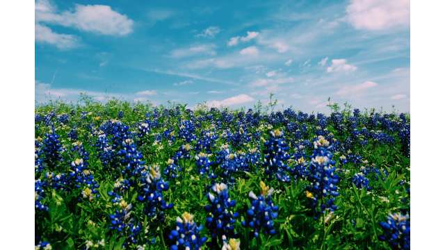 Field of Texas Blue Bonnets on a Sunny Beautiful Day