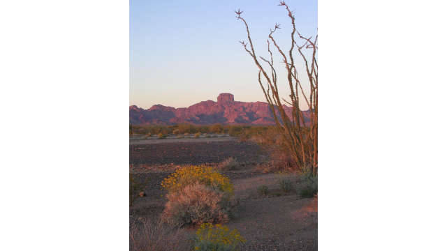 Castle Dome Peak with Ocotillo Plant