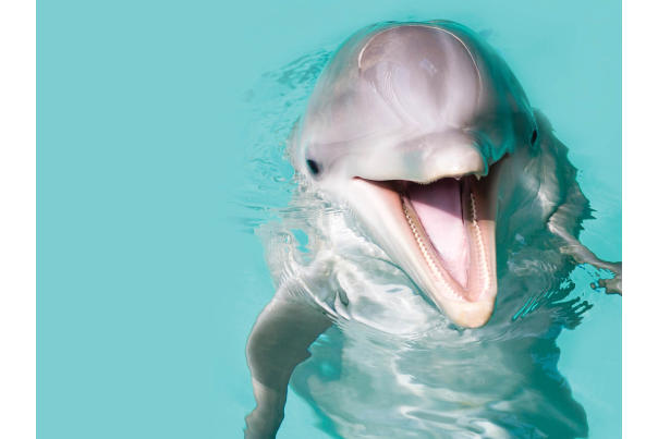 Ocean Adventures Marine Park Dolphin picture