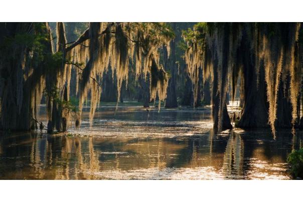 Swamp on the Mississippi Gulf Coast