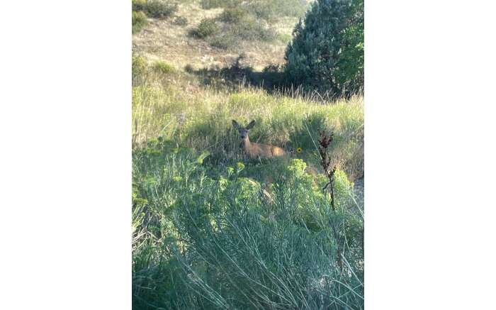 deer