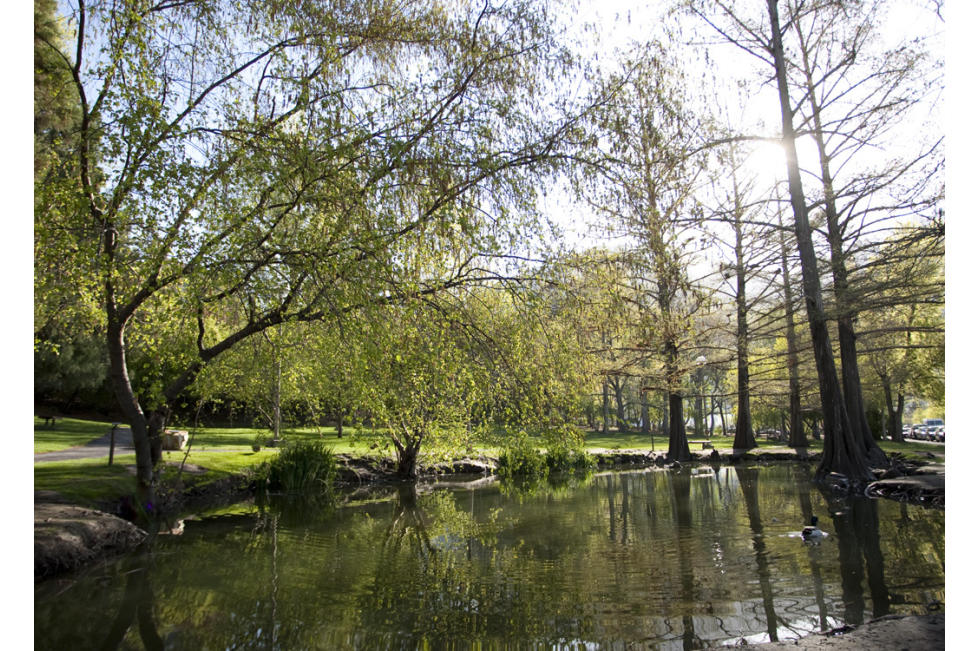 Botany Ponds 1