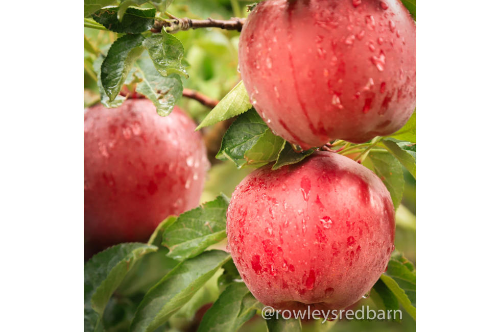 Rowley's Red Barn Apples
