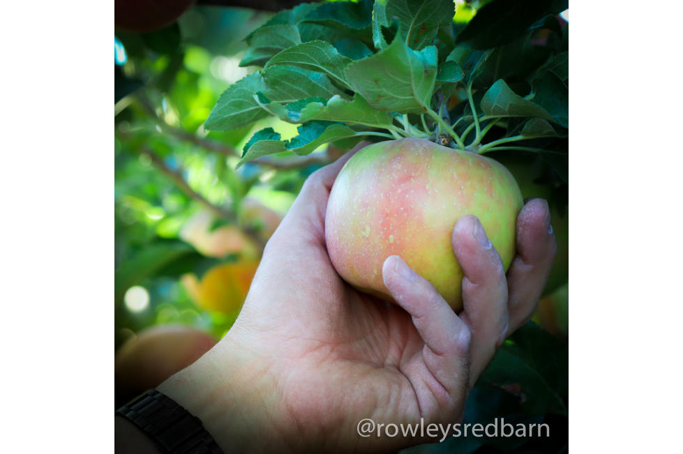 Rowley's Red Barn U-Pick Apples