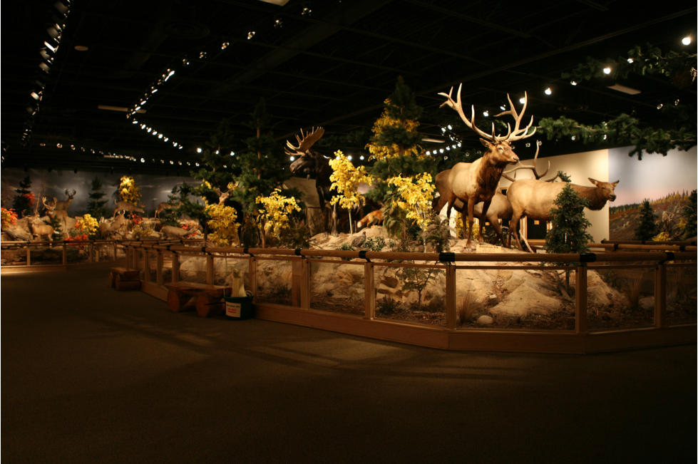 Cabela's Taxidermy Animal Display