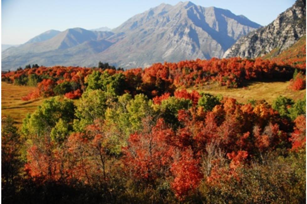 Uinta-Wasatch-Cache National Forest