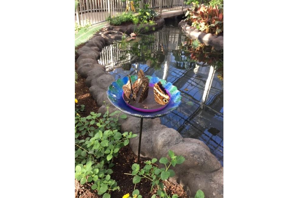 Butterfly Biosphere