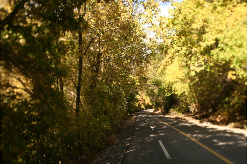 Tree Trail