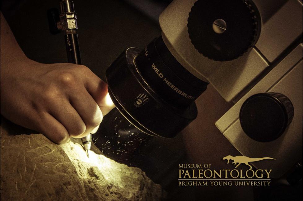Paleontologist at Work 2