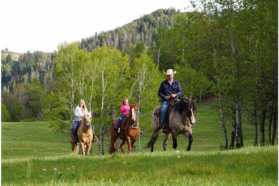 horses