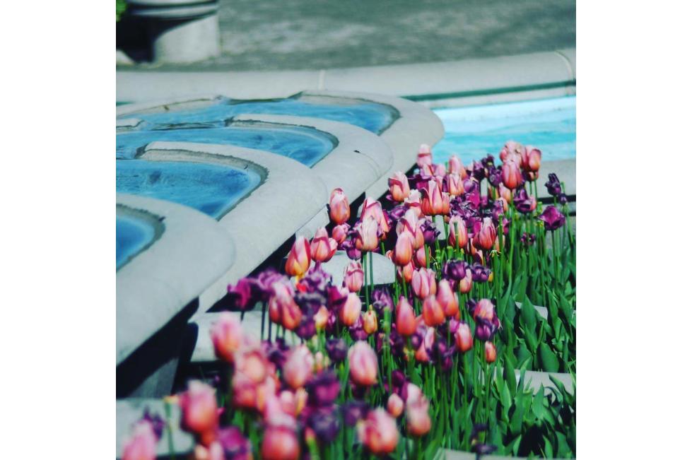 tulips