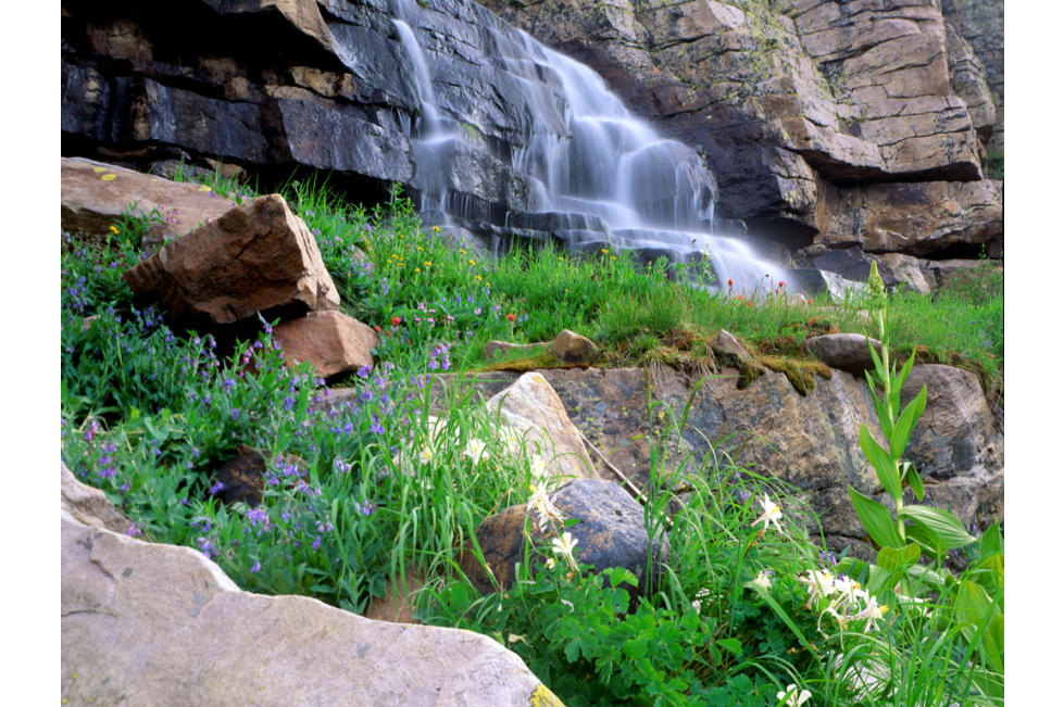 Cascading Falls & Flowers