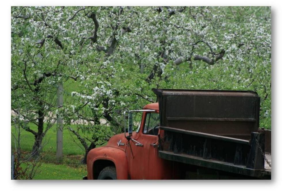 Truck in Spring Bloom