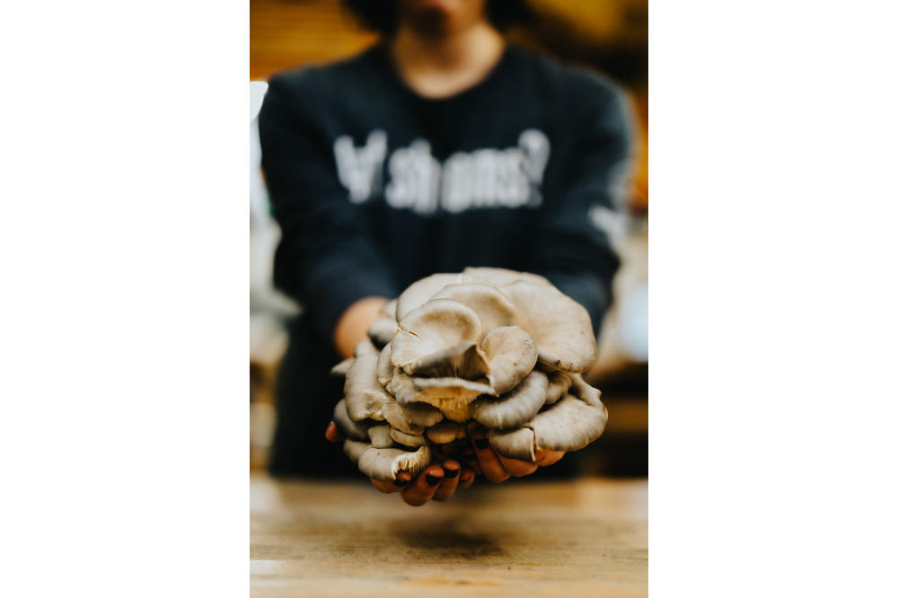 Holding Oyster Mushroom