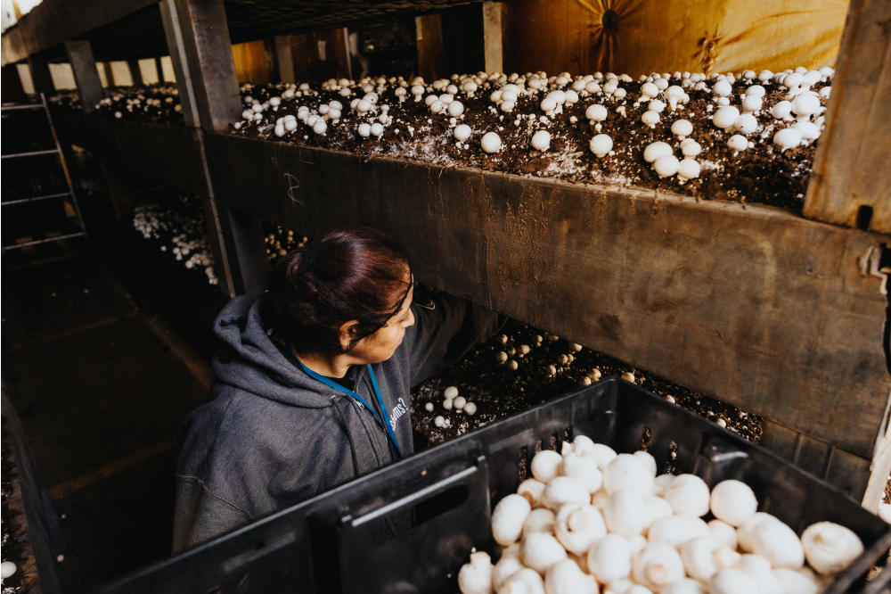 Employee Harvesting