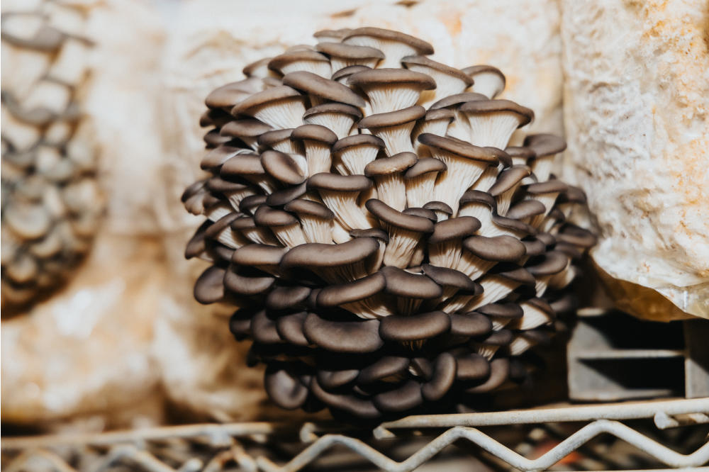 Oyster Mushroom