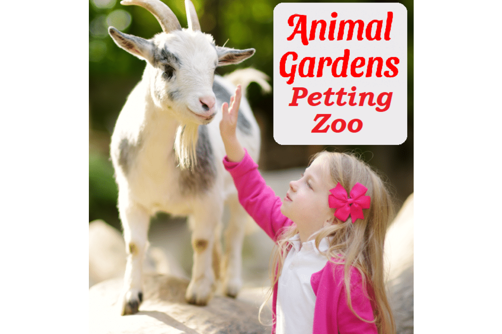 Petting Zoo