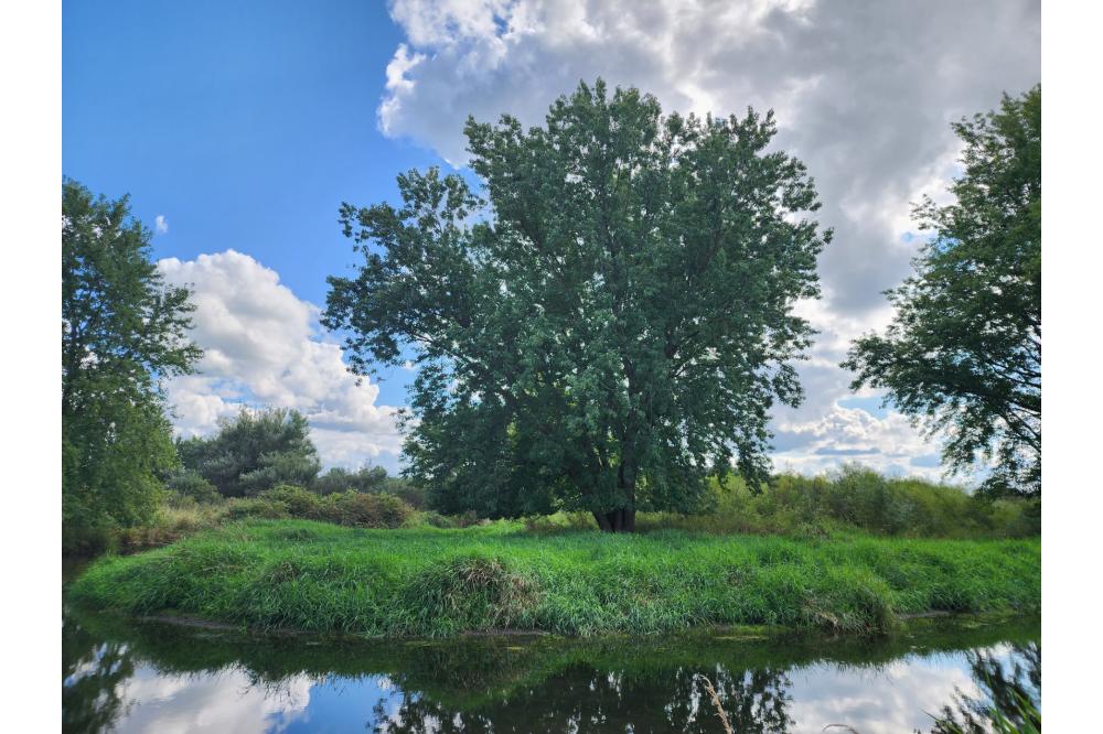 Hansen Preserve