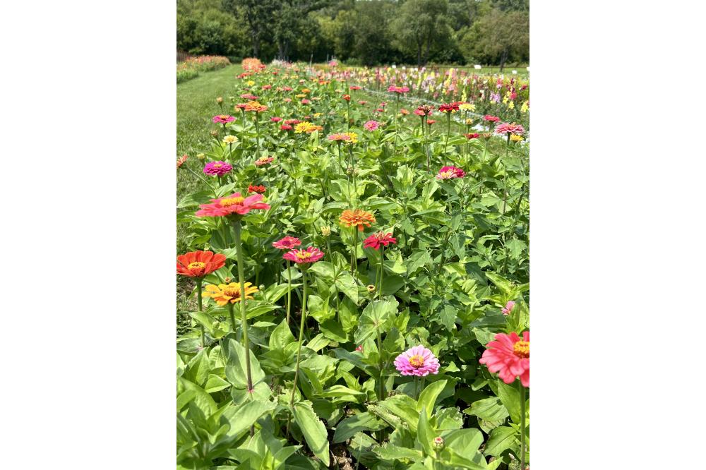 Blossom Ridge