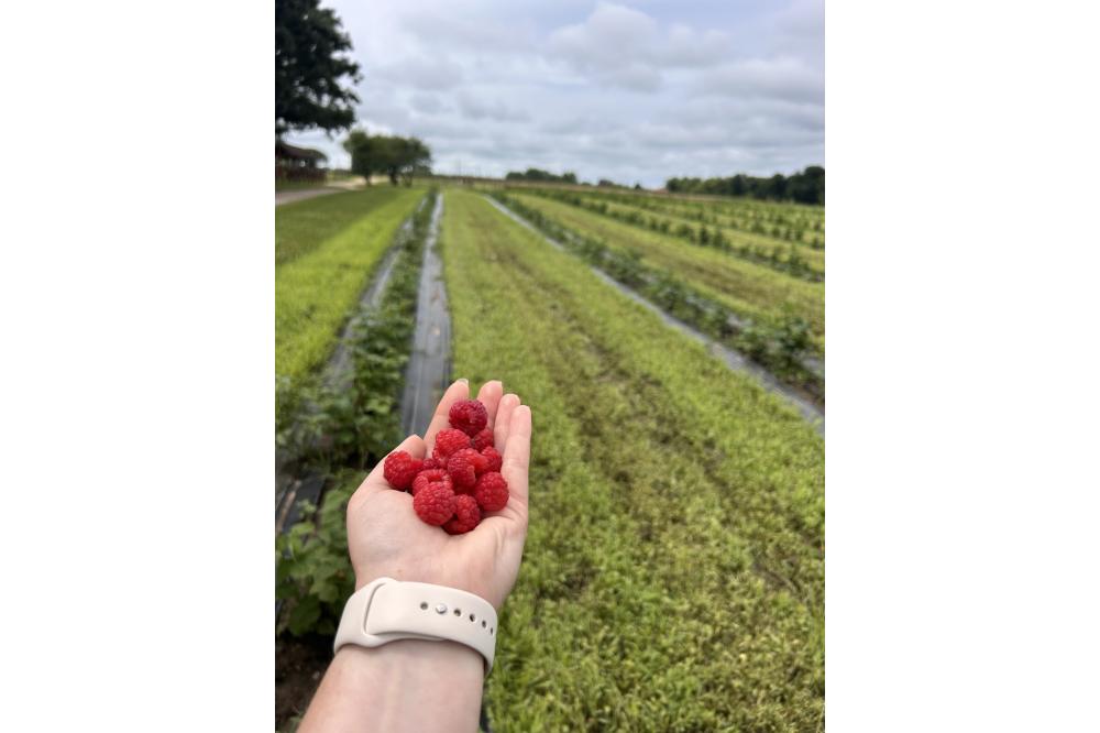 Raspberry U-Pick