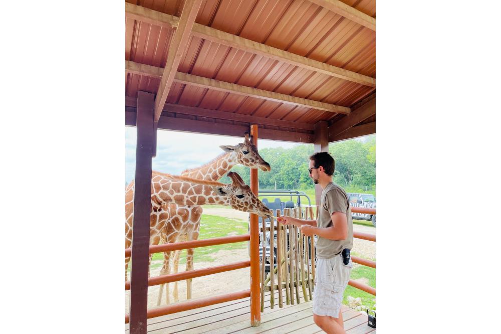 feeding giraffe