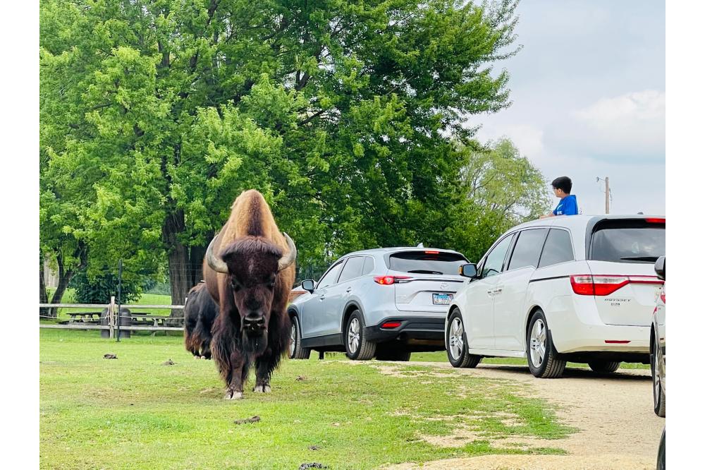 buffalo/cars