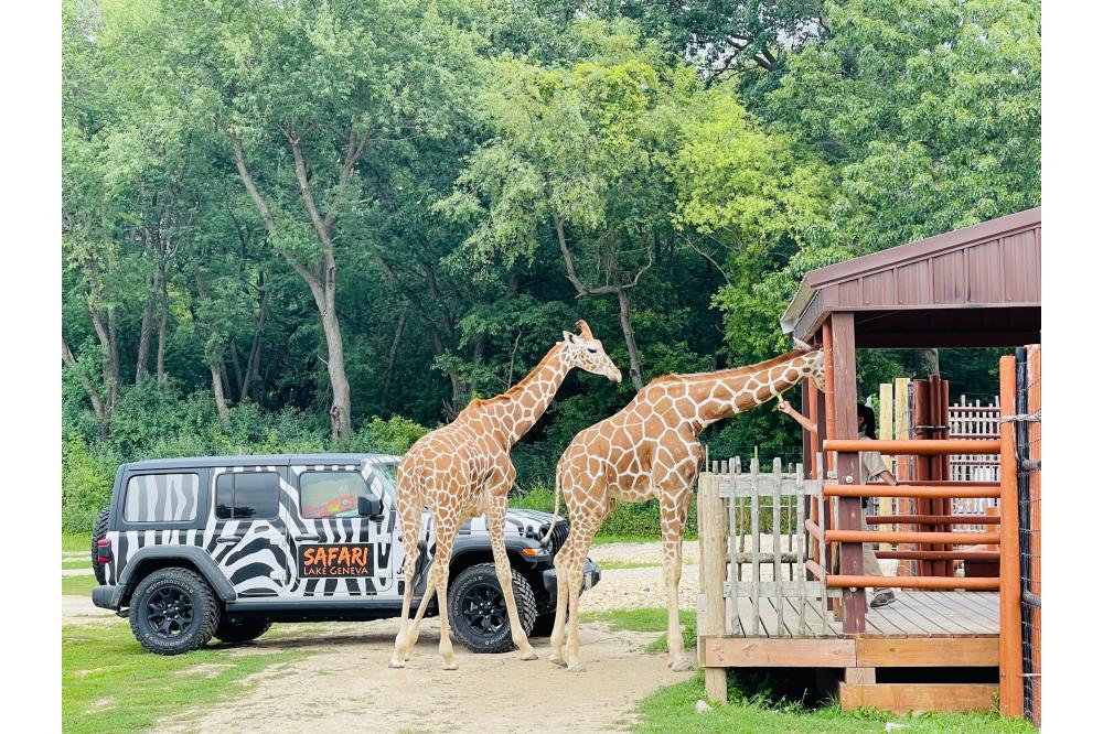 safari giraffes/jeep