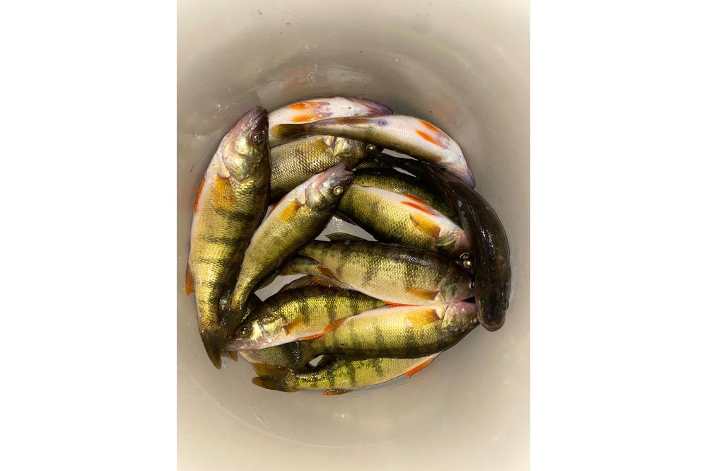 fish11