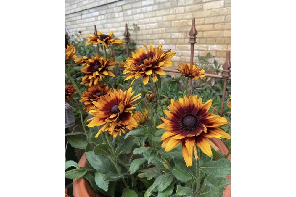 Fall Rudbeckia