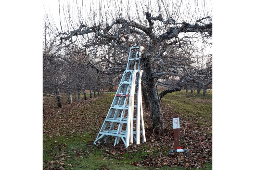 Ladders by Bare Trees