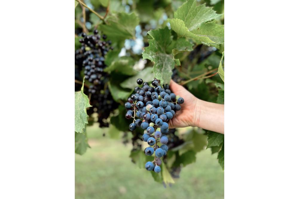 Vineyard