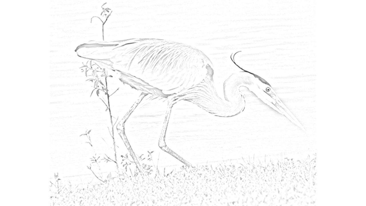 Blue Heron Coloring Page