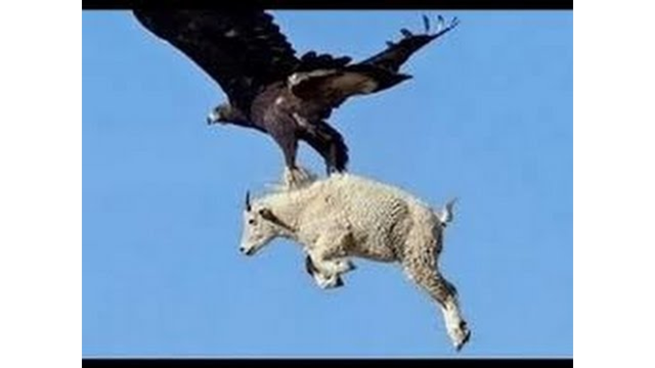 Video Thumbnail - youtube - The Best of Eagle Attacks Caught on Video |  Most Amazing Wild Animal Fights |